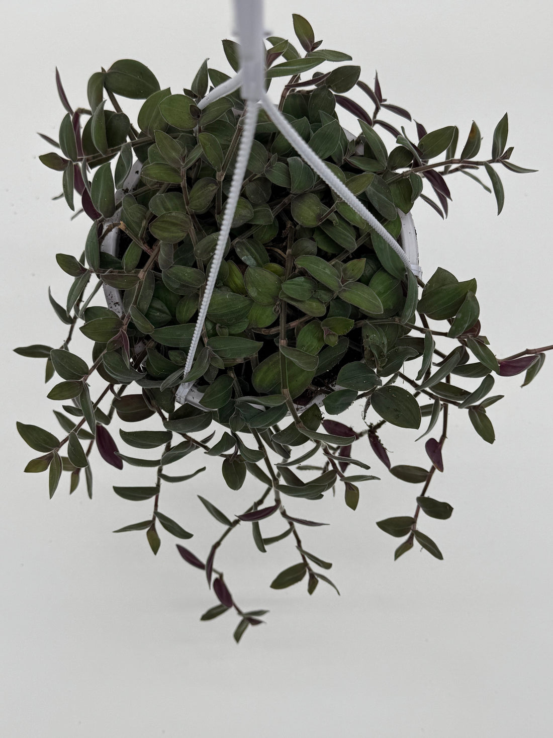 Baby Fuzzy Bunny - Purple Heart Trailing Plant