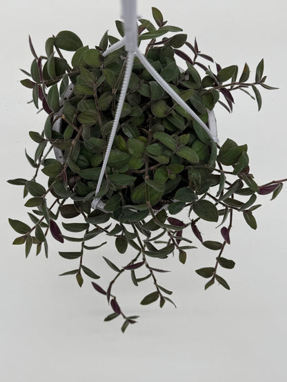 Baby Fuzzy Bunny - Purple Heart Trailing Plant