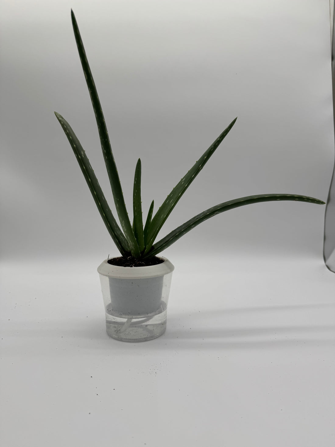 SUCCULENT ALOE VERA