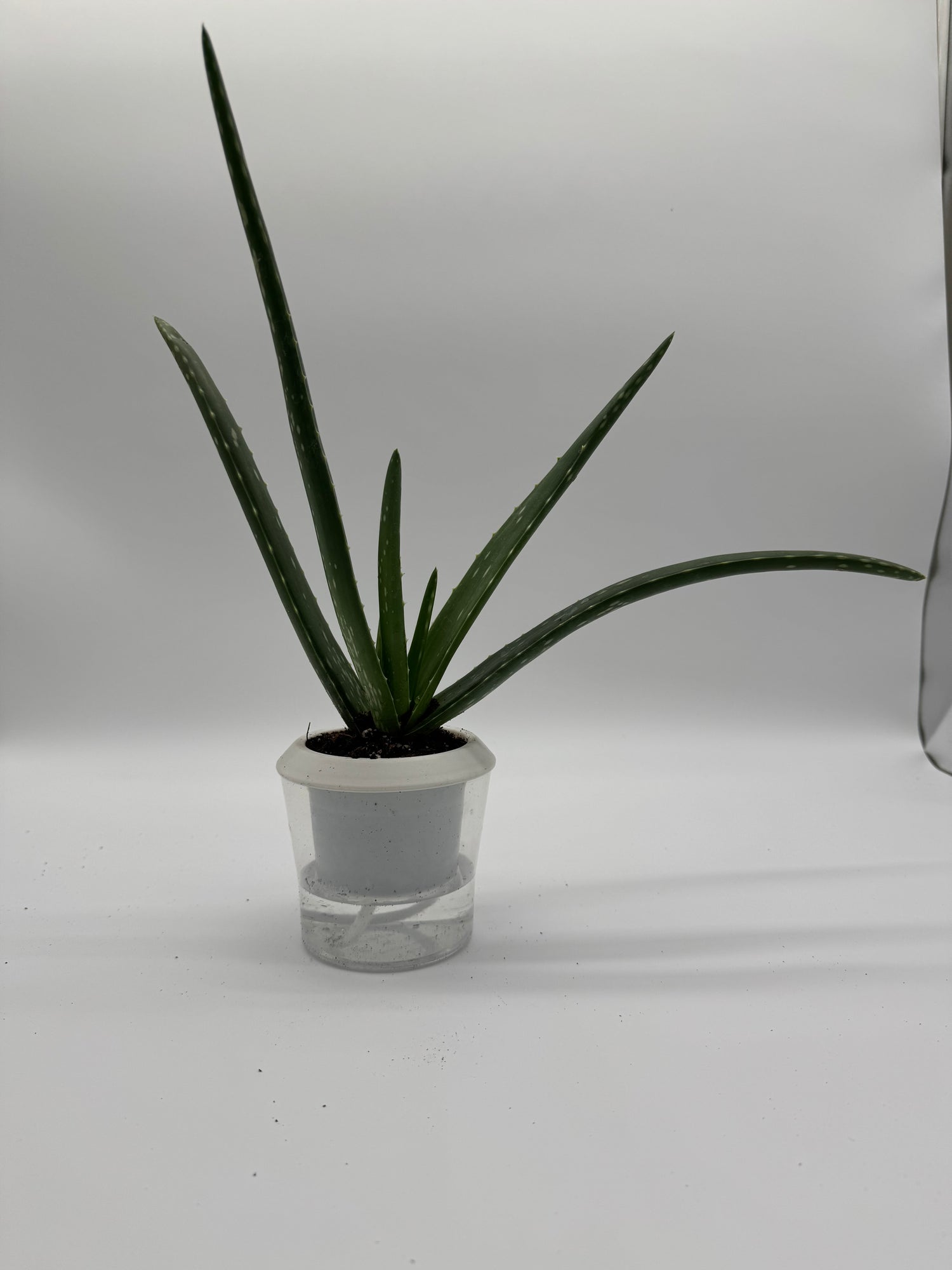 SUCCULENT ALOE VERA