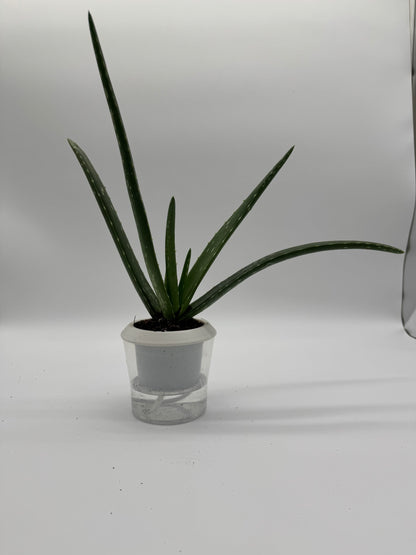 SUCCULENT ALOE VERA