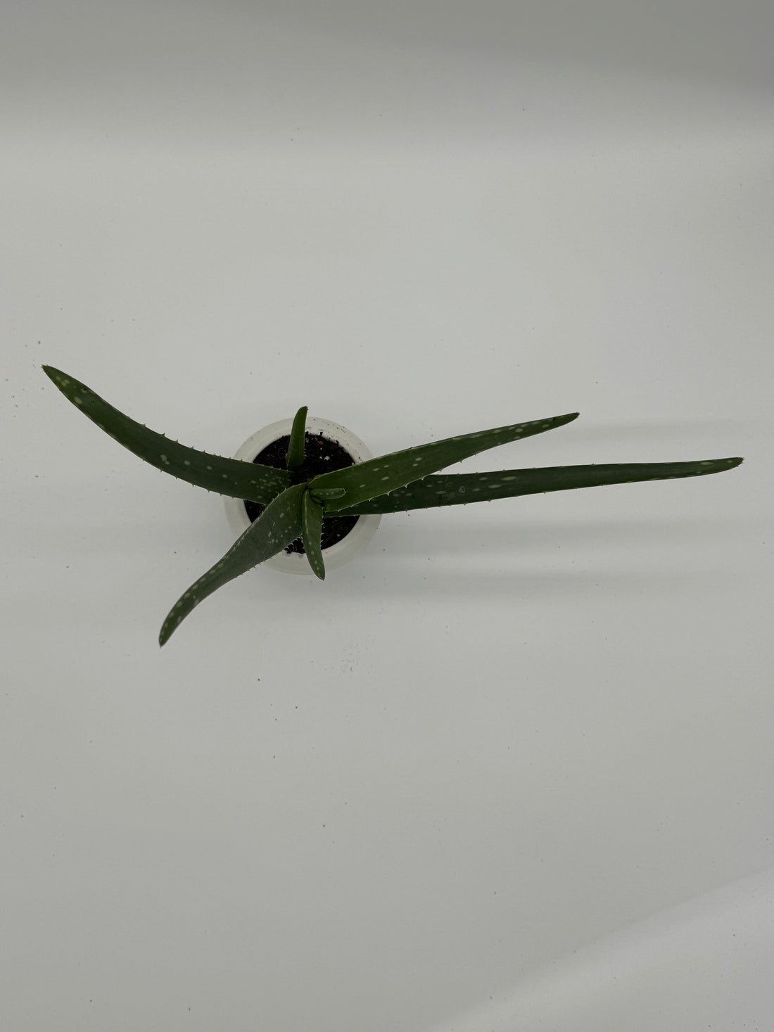 SUCCULENT ALOE VERA