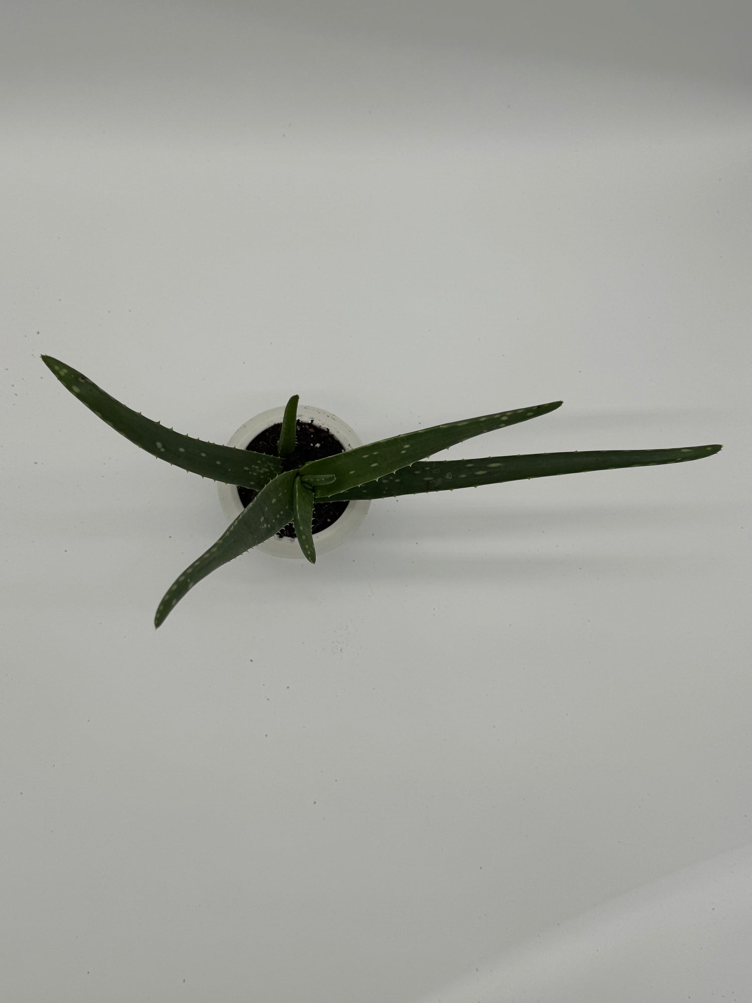 SUCCULENT ALOE VERA