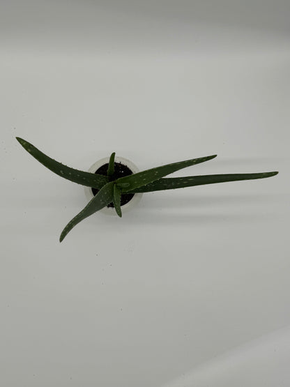 SUCCULENT ALOE VERA