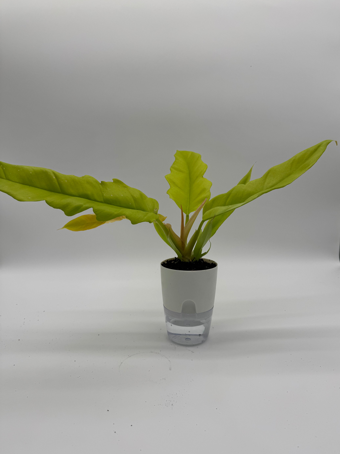 Philodendron Golden Crocodile