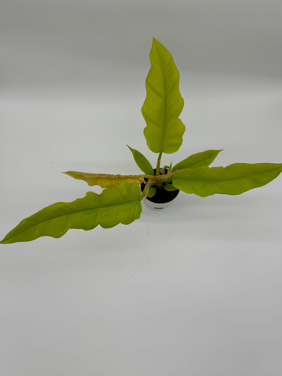 Philodendron Golden Crocodile