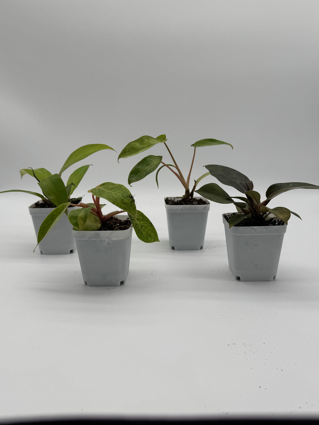 Philodendron Bundle Pack - 4 Rare Varieties in 2.5&quot; Pots