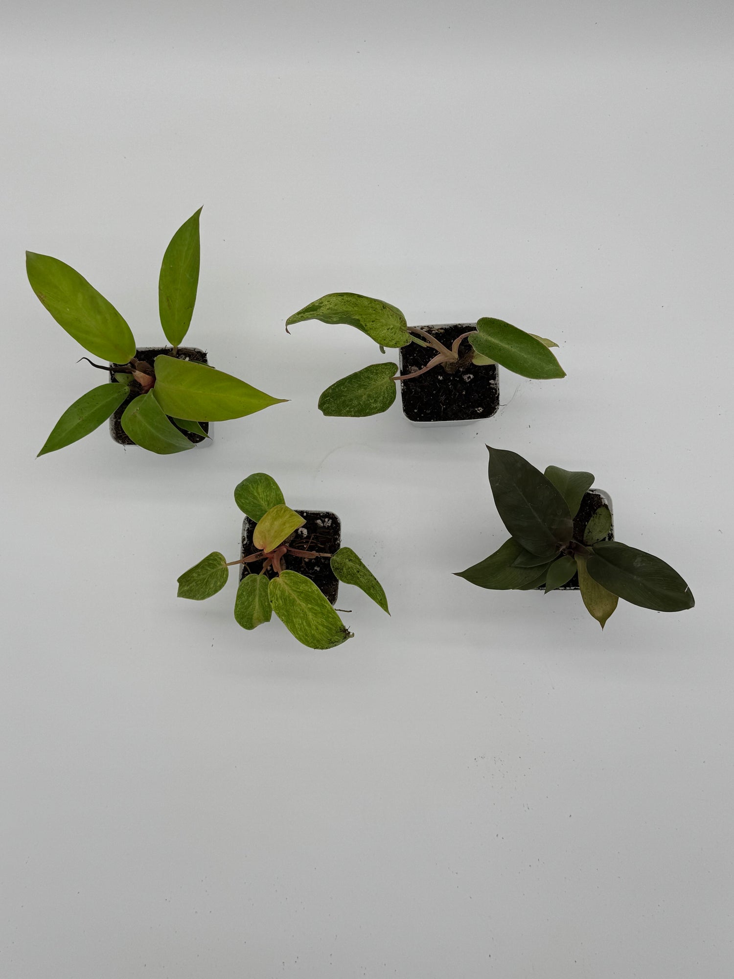 Philodendron Bundle Pack - 4 Rare Varieties in 2.5&quot; Pots
