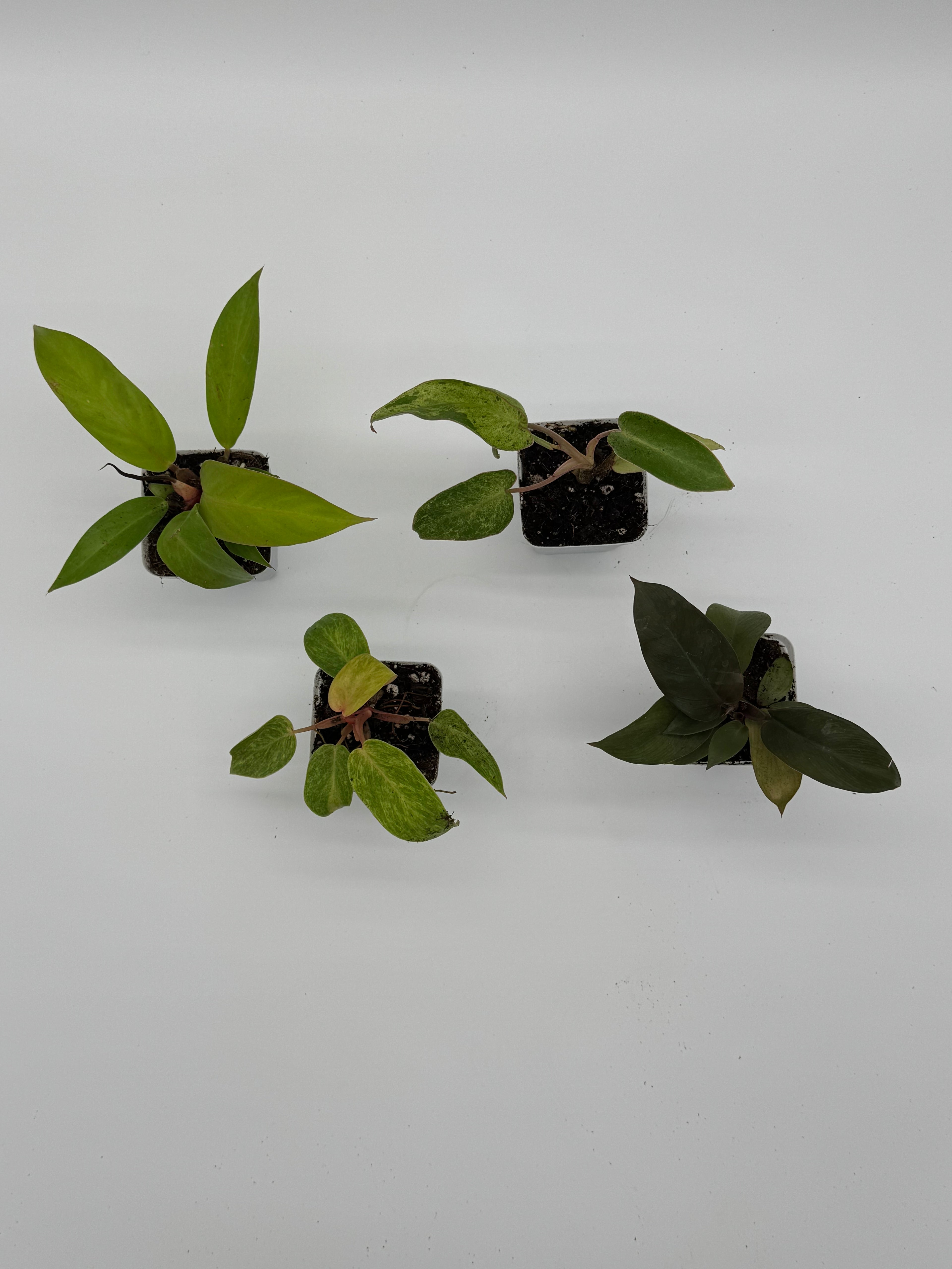Philodendron Bundle Pack - 4 Rare Varieties in 2.5&quot; Pots