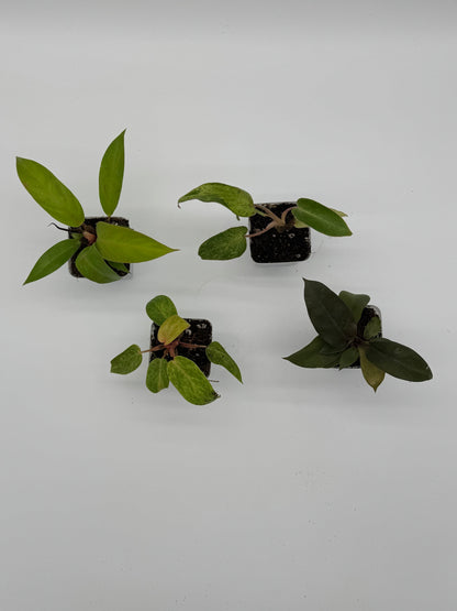 Philodendron Bundle Pack - 4 Rare Varieties in 2.5&quot; Pots