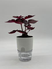 Iresine herbstii 'Bloodleaf' - Vibrant Red Foliage Plant – 4-Inch Pot – 4" Pot / Self-watering