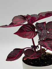 Iresine herbstii 'Bloodleaf' - Vibrant Red Foliage Plant – 4-Inch Pot – 4" Pot / Nursery pot