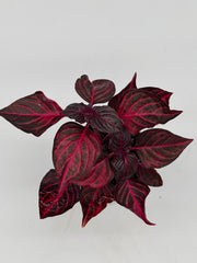 Iresine herbstii 'Bloodleaf' - Vibrant Red Foliage Plant – 4-Inch Pot