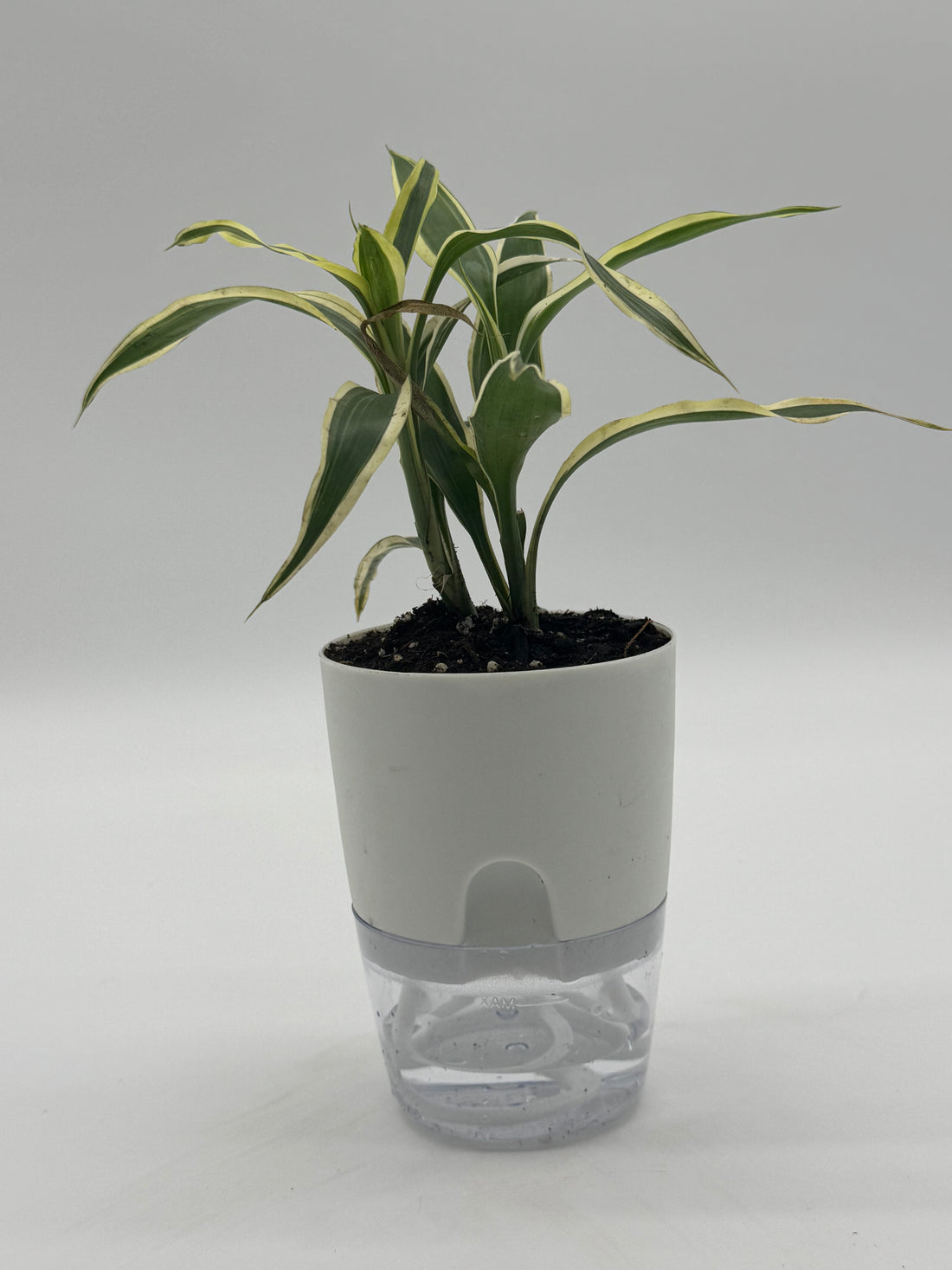 Dracaena sanderiana &