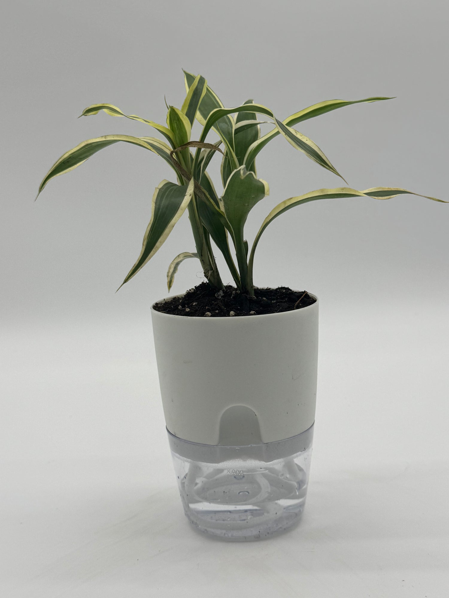 Dracaena sanderiana &