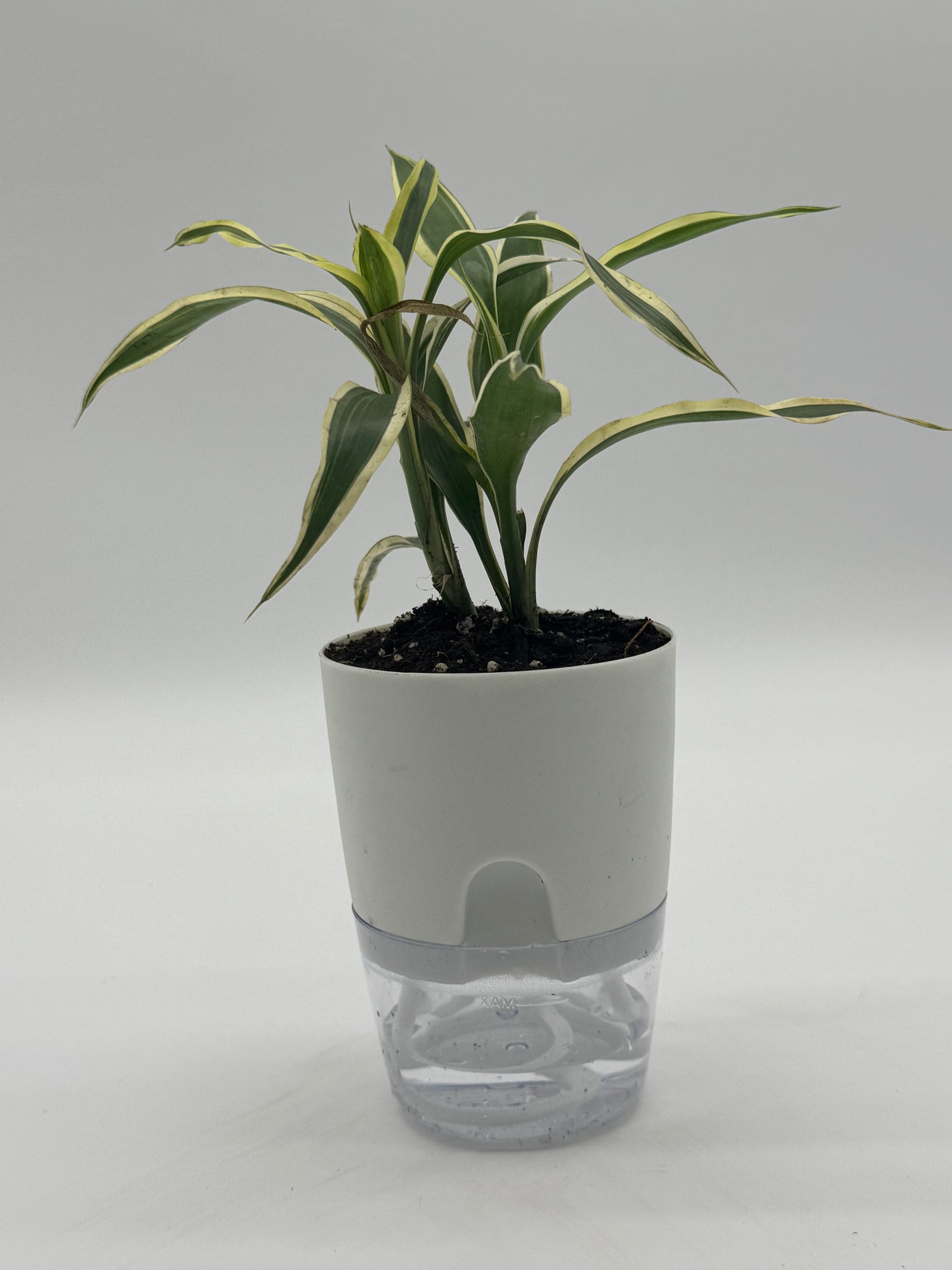 Dracaena sanderiana 'Lucky Bamboo' – 4-Inch Pot – 4" Pot / Self-watering
