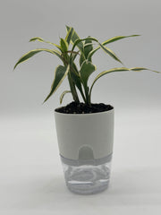 Dracaena sanderiana 'Lucky Bamboo' – 4-Inch Pot – 4" Pot / Self-watering