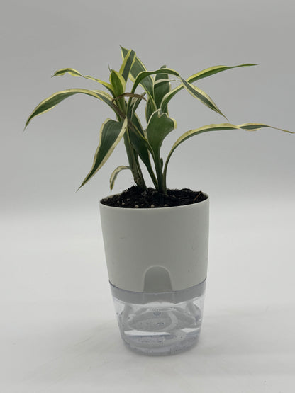 Dracaena sanderiana &