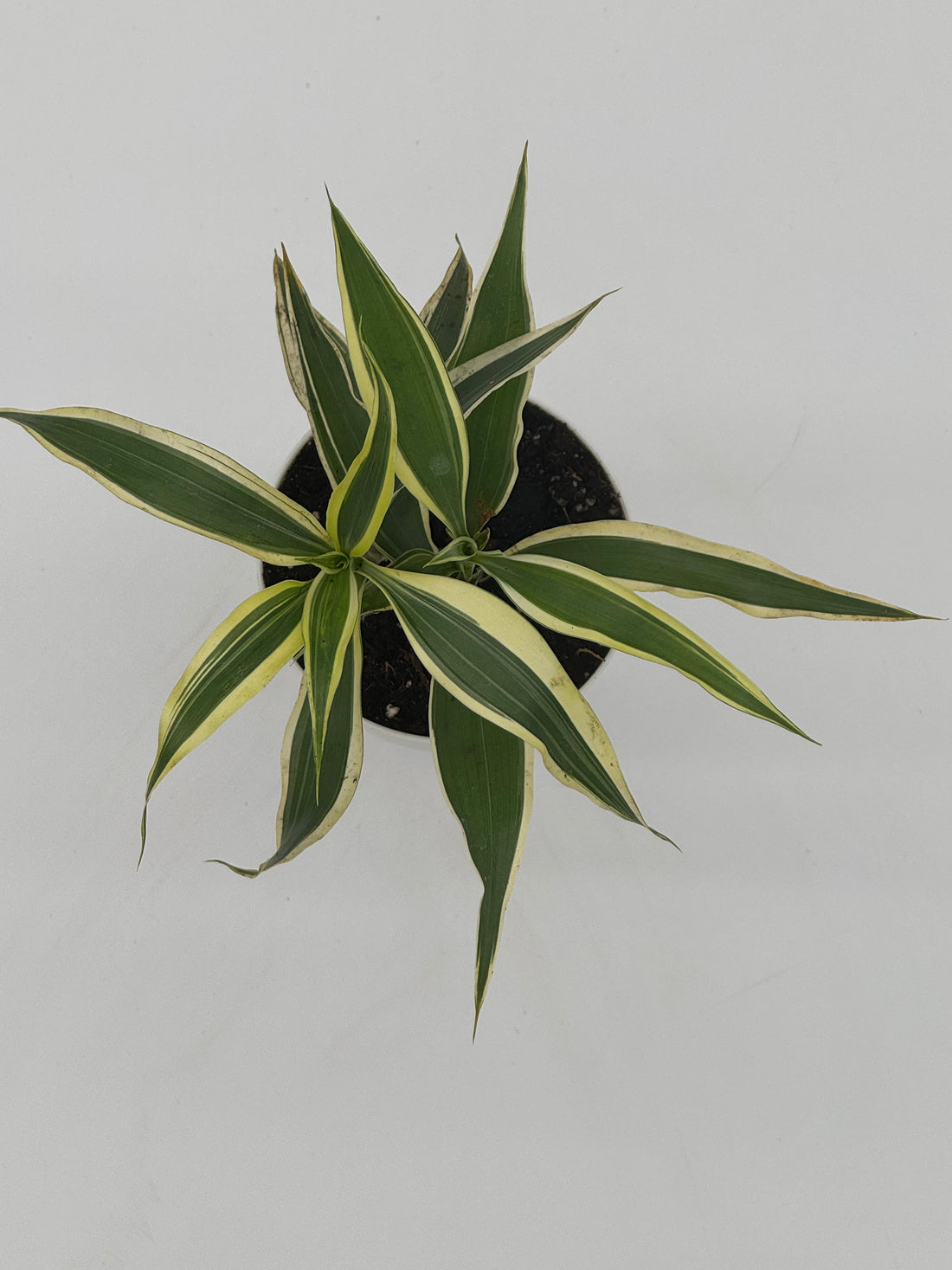 Dracaena sanderiana &