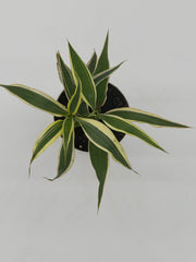Dracaena sanderiana 'Lucky Bamboo' – 4-Inch Pot – 4" Pot / Nursery pot