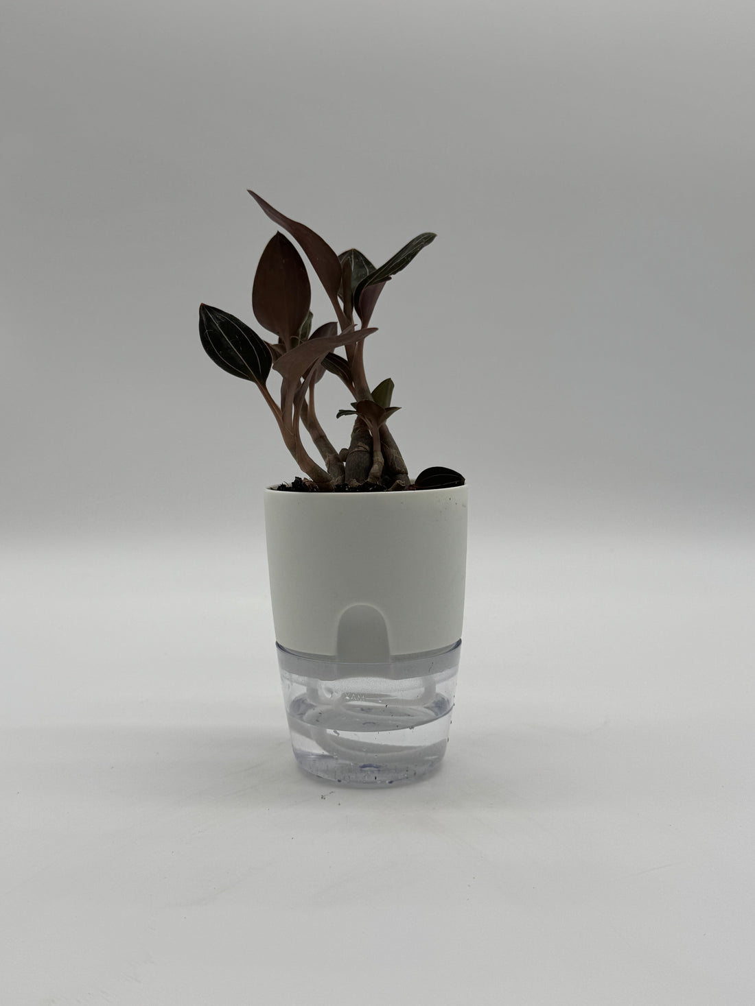 Jewel Orchid Ludochilus &