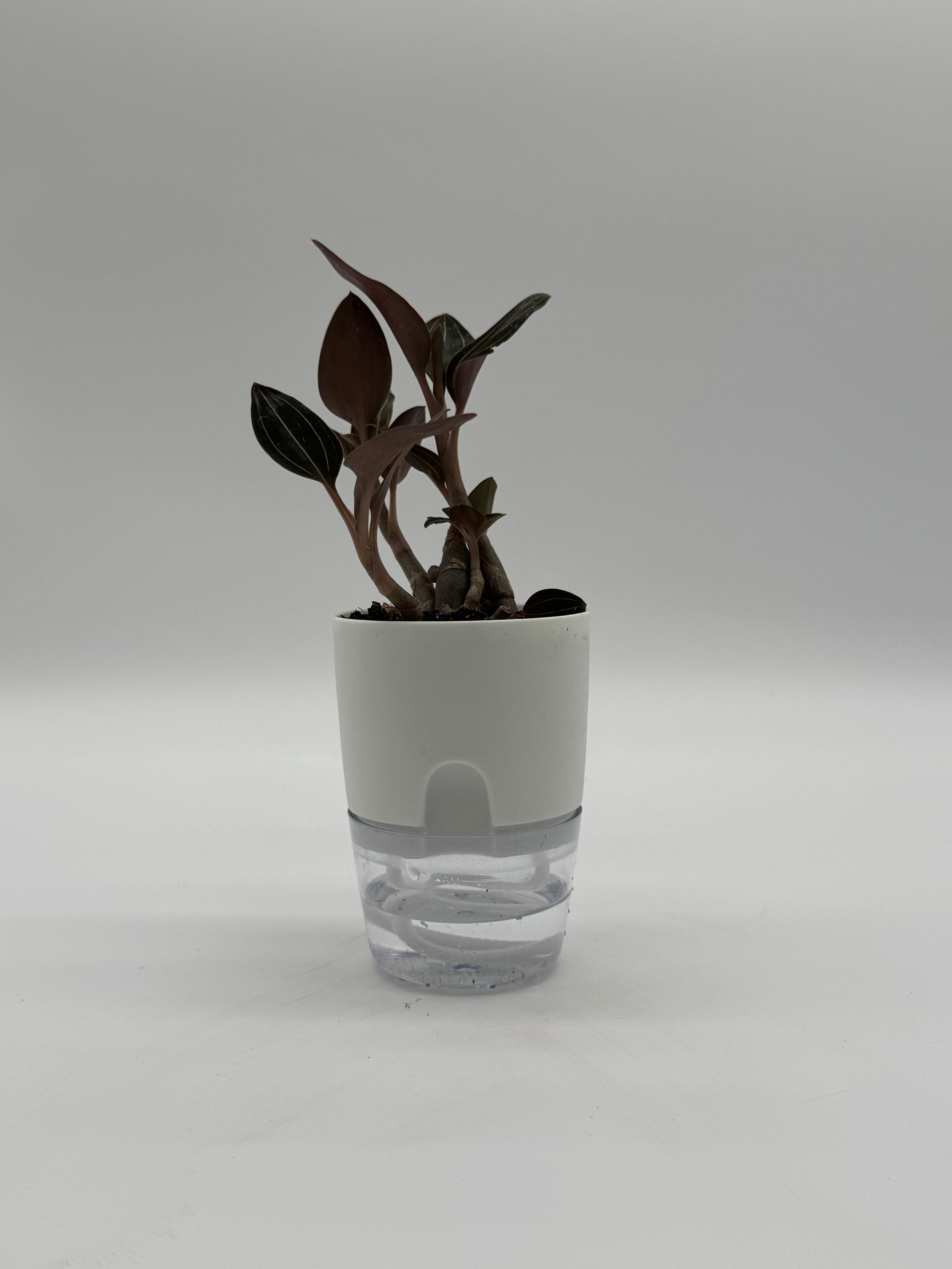 Jewel Orchid Ludochilus &