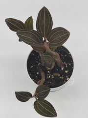 "Ludisia Sea Turtle Jewel Orchid" – 4-Inch Pot