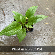 Purple Coneflower Live Plant – Echinacea purpurea – Native Pollinator Perennial – Zones 3–9