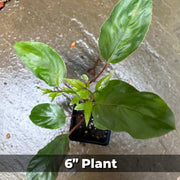 Hardy Kiwi Live Plants – Anna Female & Meader Male – Edible Fruit Vine, Zones 3–8