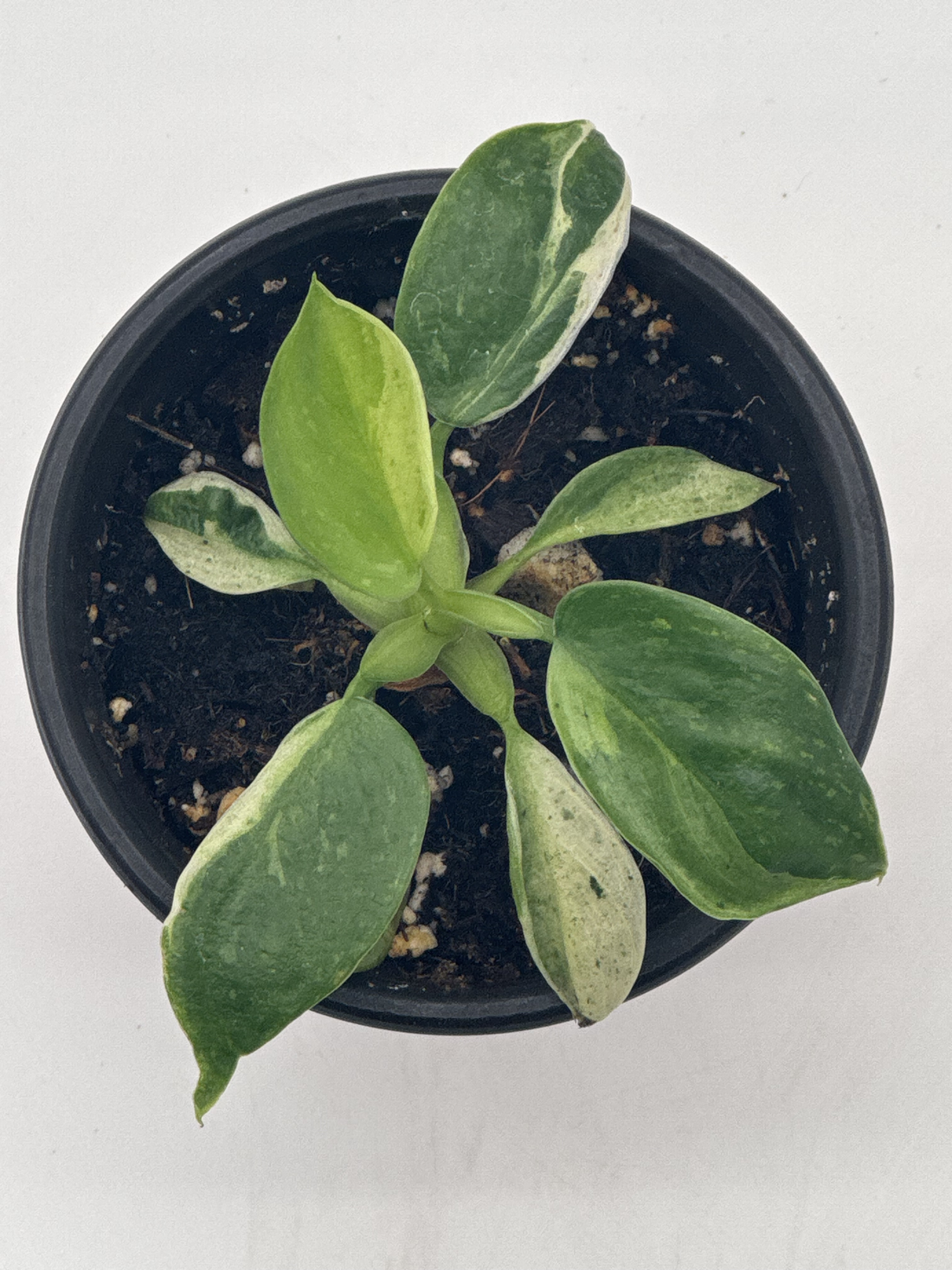 Philodendron José Buono Variegated