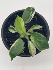 Philodendron José Buono Variegated – 4-Inch Pot