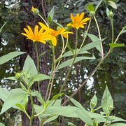 Jerusalem Artichoke (Helianthus tuberosus) Live Plants – Sunchoke, Edible Perennial, Zones 4–9