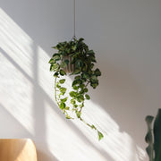 Wrap Hanging Kit