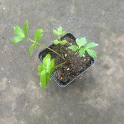 Lovage Live Plant – Levisticum officinale – Perennial Celery-Flavored Culinary Herb – Zones 4–8