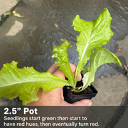 Merlot Lettuce Live Plants – Deep Red, Heat-Tolerant, Gourmet Salad Green