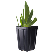 Ghost Train Bearded Iris Potted Quart Pot