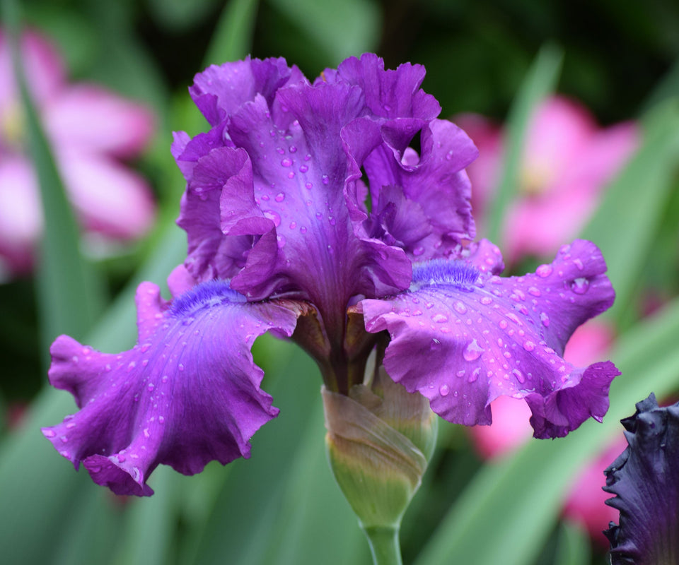 Swingtown Fragrant Bearded Iris Quart Container