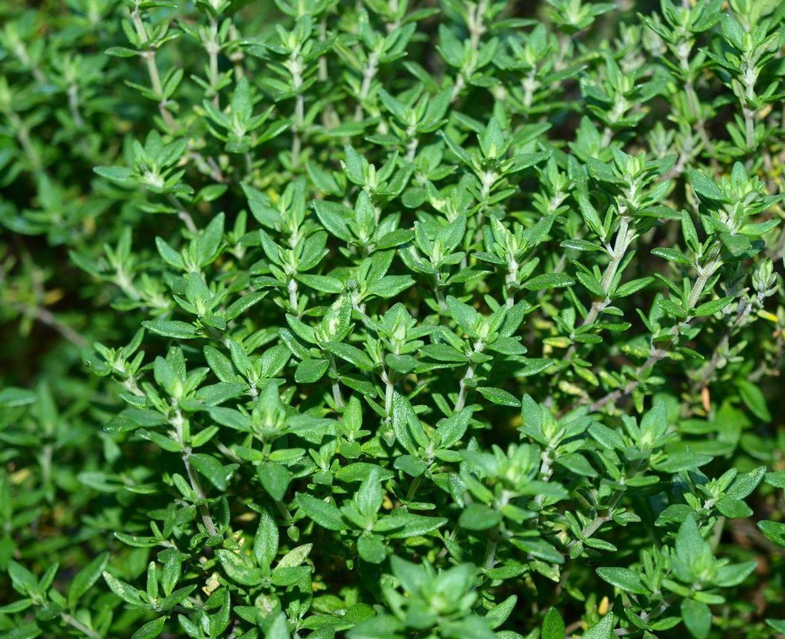 Thyme Seeds