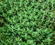 Thyme Seeds