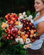 Dried Strawflower: Assorted 4oz Bunch