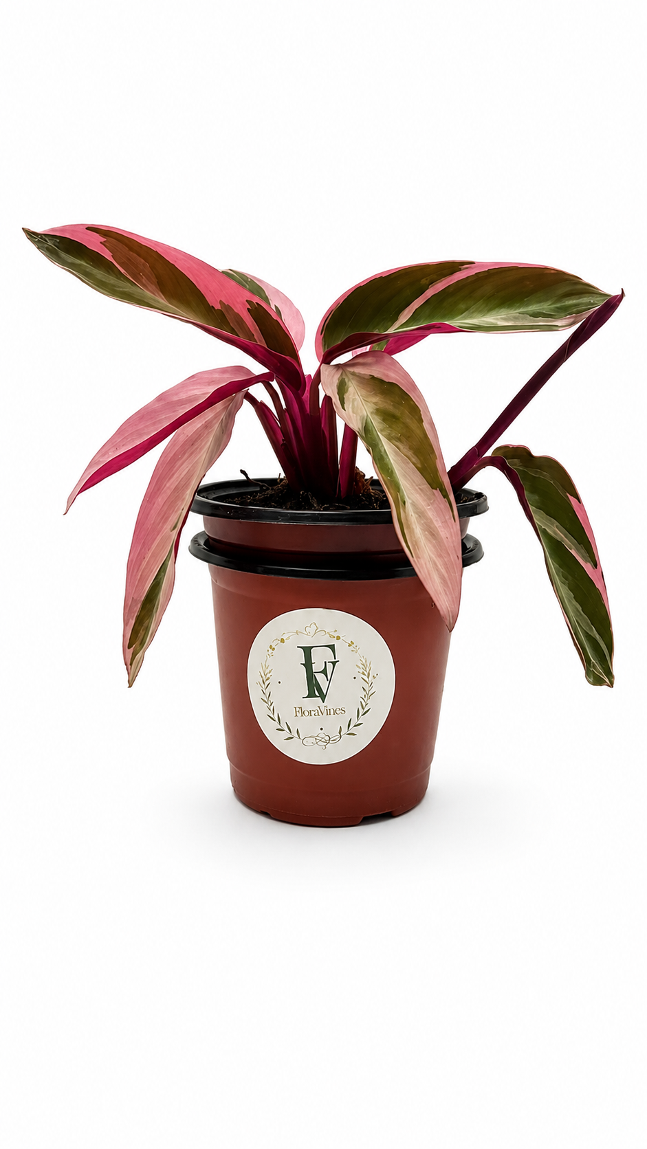 Calathea STROMANTHE TRIOSTAR – 4-Inch Pot – 4" Pot / Self-watering
