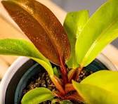 Philodendron Prince of Orange