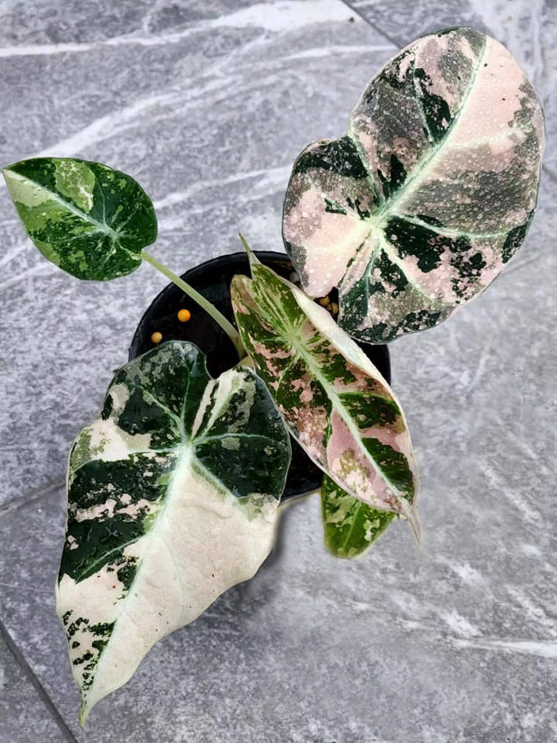 Alocasia reginula &quot;Black Velvet Pink&quot; Variegated - Rare Pink Velvet Plant