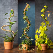 SuperMoss Bendable Moss Pole for Monstera, Pothos & Philodendron 36" Plant Support
