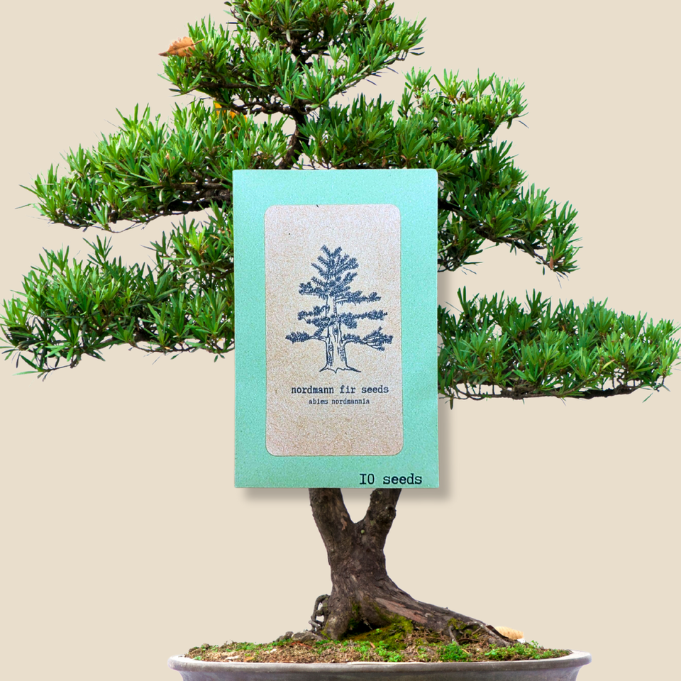 Abies Nordmannia &