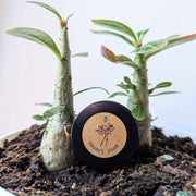 Adenium Obesum 'Desert Rose' Seeds