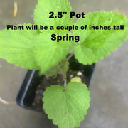 Anise Hyssop Live Plants – Agastache rugosa White & Purple Mix