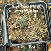 Native Anise Hyssop Live Plant – Agastache foeniculum, Zones 4–8