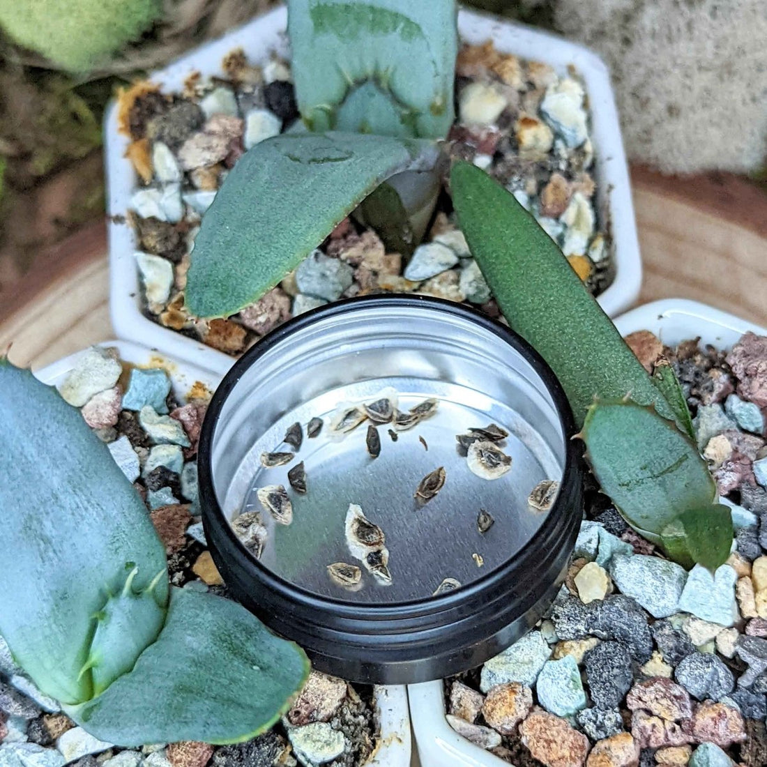 Aloe Mix Seeds