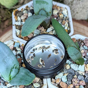 Aloe Mix Seeds